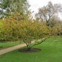 Hamamelis mollis